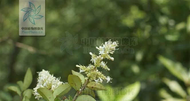 女贞花序类型及特点详解（探究女贞的花序类型以及特征）