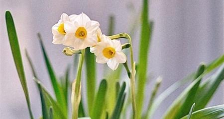 水仙花（探秘水仙花的文化内涵和象征意义）