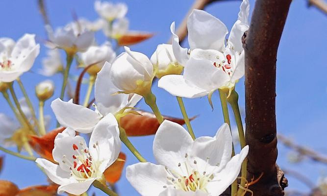 梨花花语的含义及其魅力（探索梨花花语的深层含义）