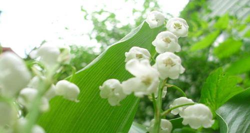 铃兰花的花语与寓意（探索铃兰花语之美）