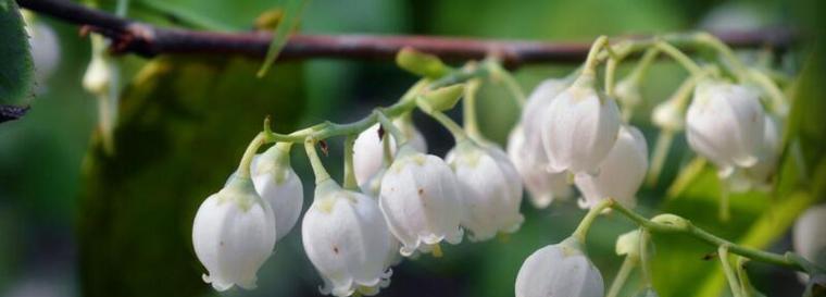 铃兰花语大全及寓意解析（探寻铃兰花语的深刻含义）