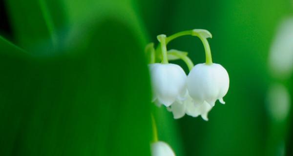 铃兰花的花语与寓意（铃兰花的花语和寓意解读）