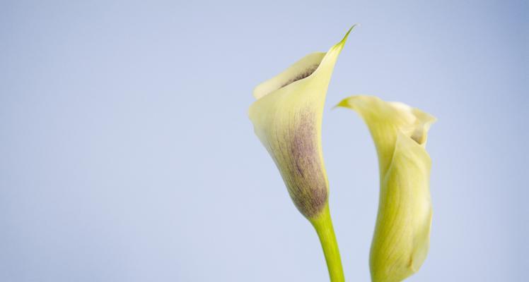 马蹄莲花的寓意与象征——生命的坚强与希望（探寻马蹄莲花的象征意义）