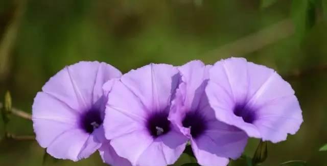 以玛格烈菊花的花语与象征意义（探寻玛格烈菊花背后的寓意与表达方式）