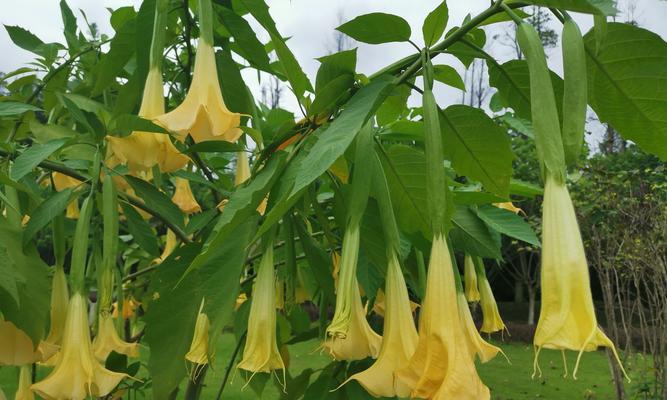 曼陀罗花的花语及介绍（神秘、禁忌与美丽的曼陀罗花）