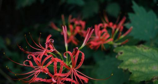 曼陀沙华的花语与寓意（曼陀沙华）