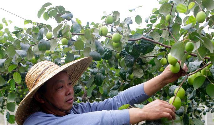 青枣采摘与收获季节详解（青枣采摘时间表及其养生功效）