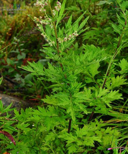 青蒿不是蕨类植物？——探讨青蒿属于哪一类植物