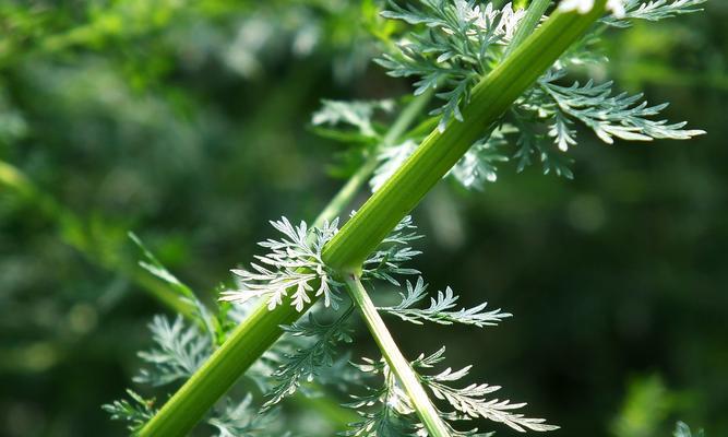 青蒿素：草本植物有效疗法的奇迹