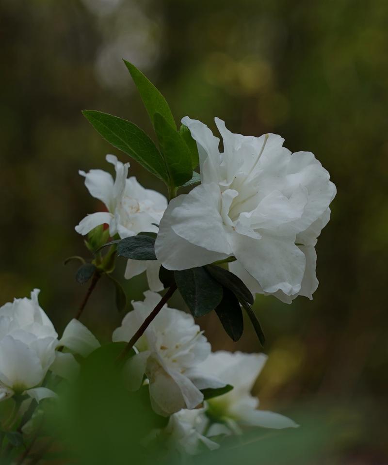 清明花的传说与美丽（探索清明花的文化背景与魅力）