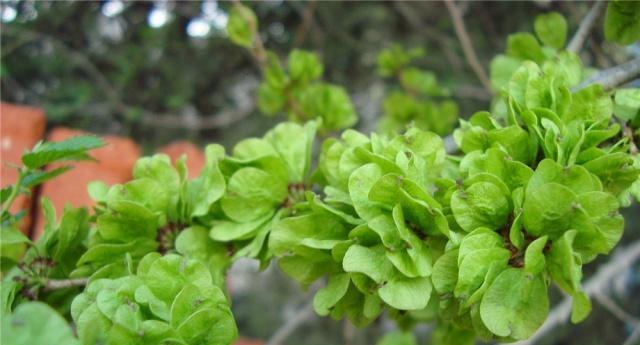 清明节必买的花种推荐（缅怀先人）