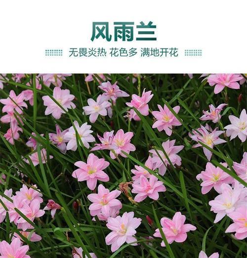 清香花卉的美丽世界（探索清香花卉的奇妙世界）