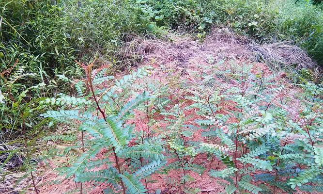 清香木——神奇的草本木本植物（探秘清香木的生长环境）