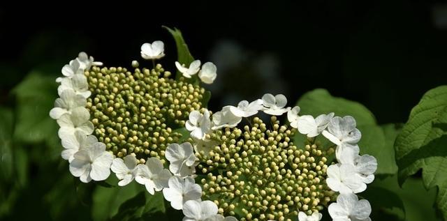 琼花的花语（探寻花语中的内涵）