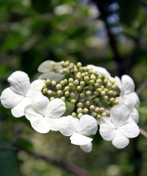 琼花开花季节及生长习性（琼花盛放的时间）