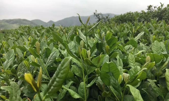 秋茶采摘（揭秘秋季采摘茶叶的诀窍）