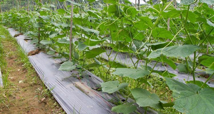 秋黄瓜的种植与管理（从播种到采摘）