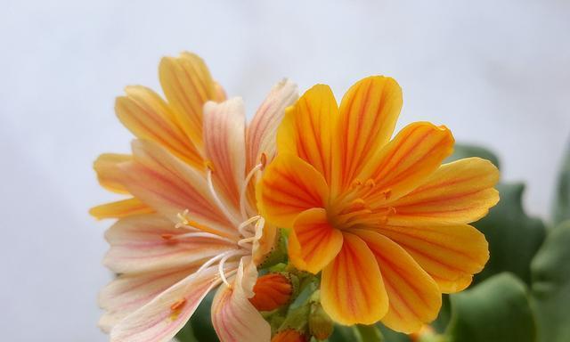 秋季开花的花卉盛放不停（欣赏芬芳花海）