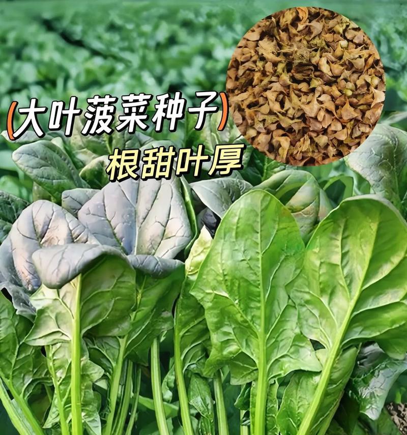 秋季种什么蔬菜最好（秋季蔬菜种植指南）