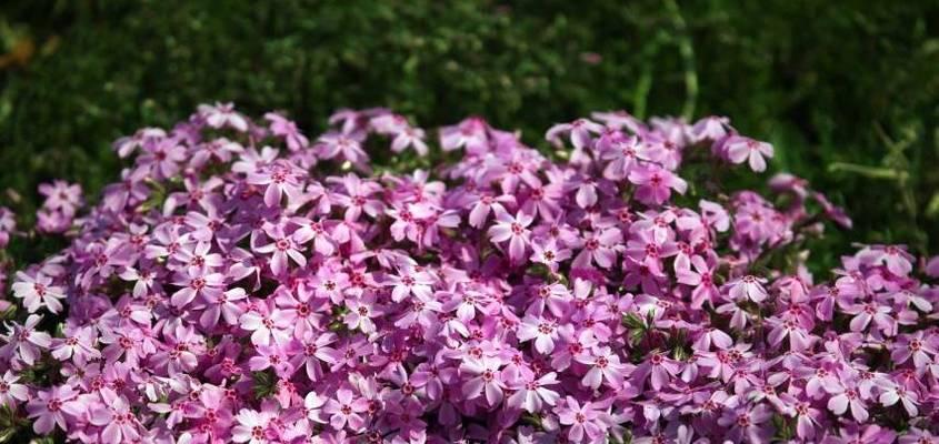 秋季养花草植物攻略（打造温馨秋日园林美化生活空间）