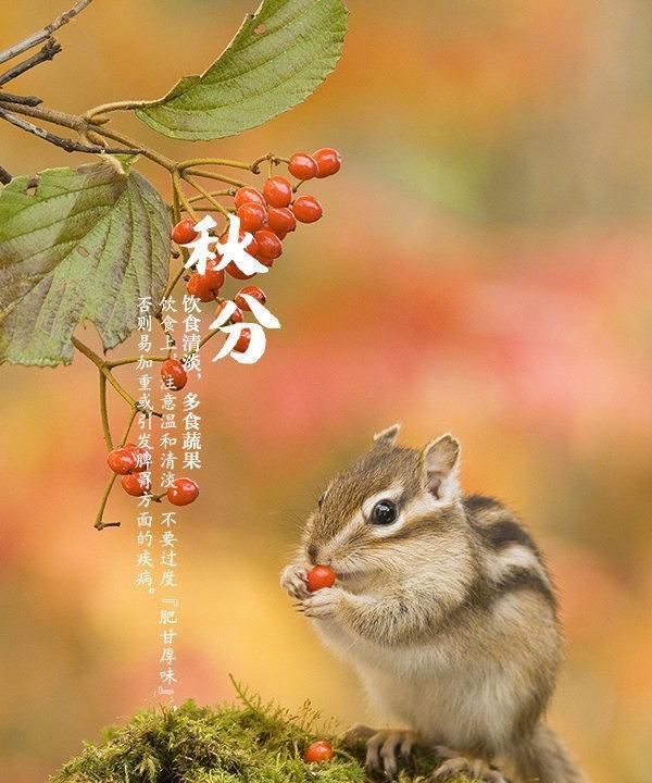 秋葵采摘时间指南（最佳收获季节及采摘月份推荐）