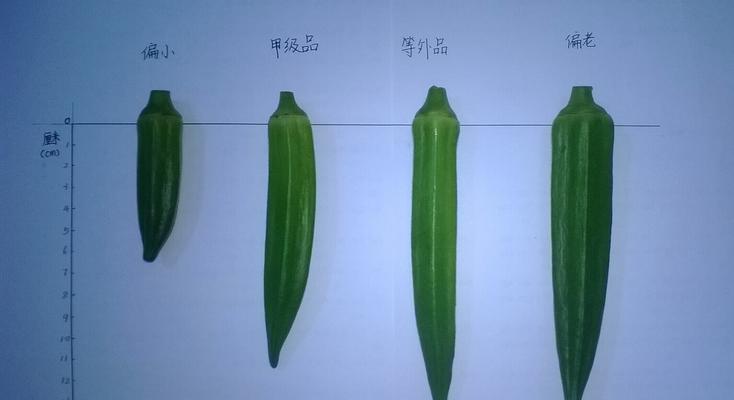 探秋葵的神秘故乡（寻找秋葵的发源地及其种植历史）