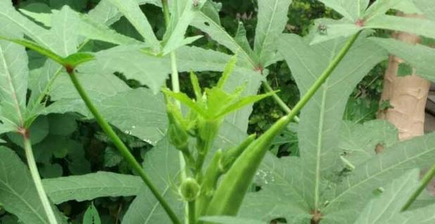 北方秋葵的种植时间及技巧（掌握北方秋葵的种植方法）