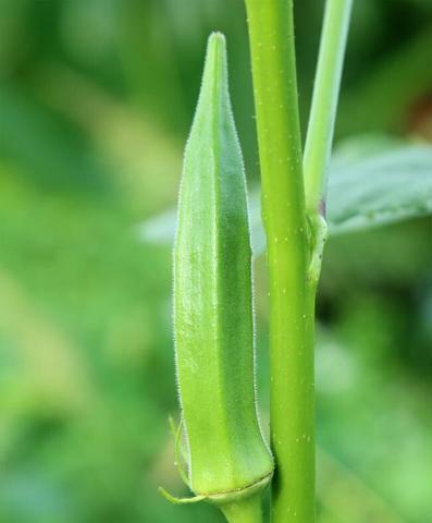 秋葵种子种植方法详解（从选购到收获）