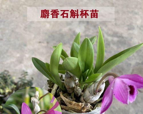 以肿节石斛之花语与含义（唤醒内心的温暖与坚持）