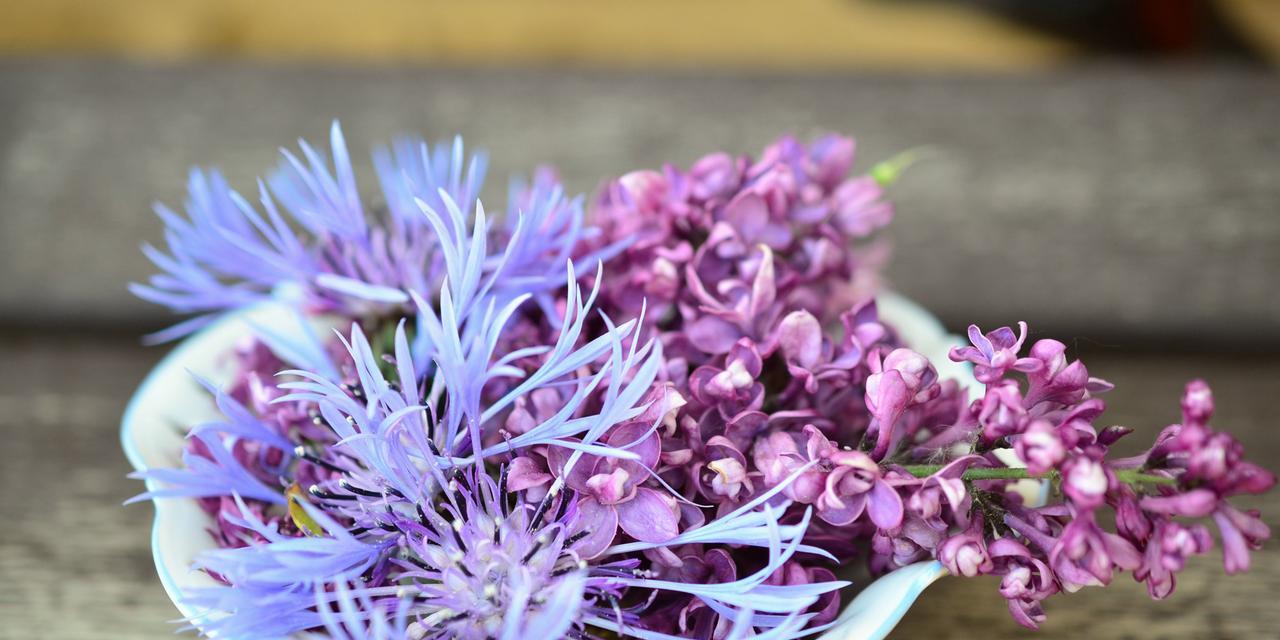 紫色丁香花的花语（传递爱与祝福的紫色丁香花）