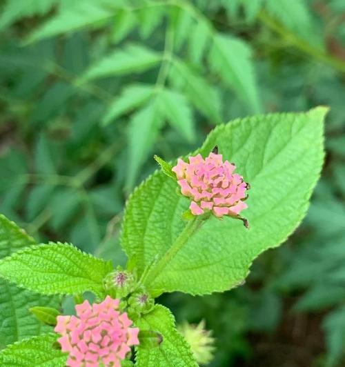 紫苏花的花语与传说（神秘的紫苏）