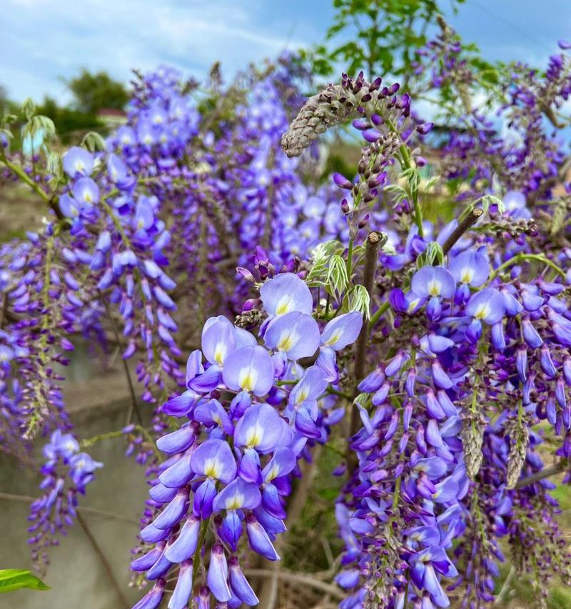 紫藤花的传说与寓意（从传说中解读紫藤花的花语与寓意）