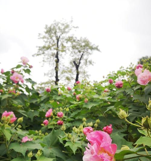 白芙蓉花的象征意义（白芙蓉花的美丽与坚韧）