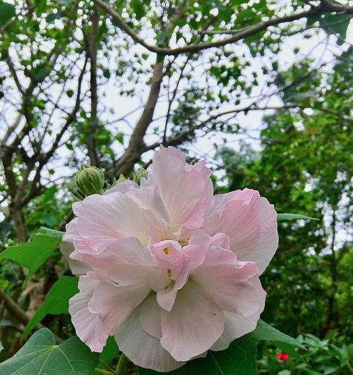 芙蓉花（一朵芙蓉花）