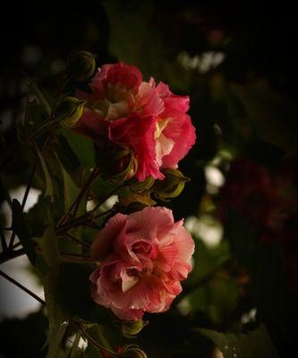 富贵荣华之芙蓉花（以芙蓉花为主题的富贵荣华象征）