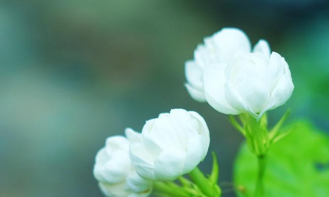 茉莉花的花语与赠送意义（探索茉莉花的神秘花语与文化传承）