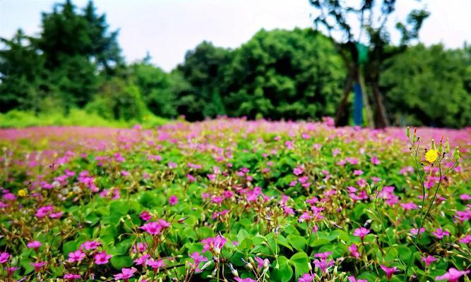 醡浆草花语（绽放在逆境中的勇气与力量）