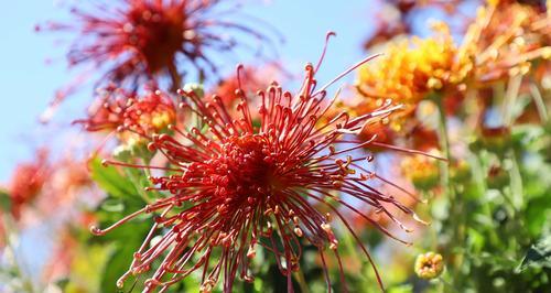 黄色菊花的花语及意义（揭秘黄色菊花的丰富含义）