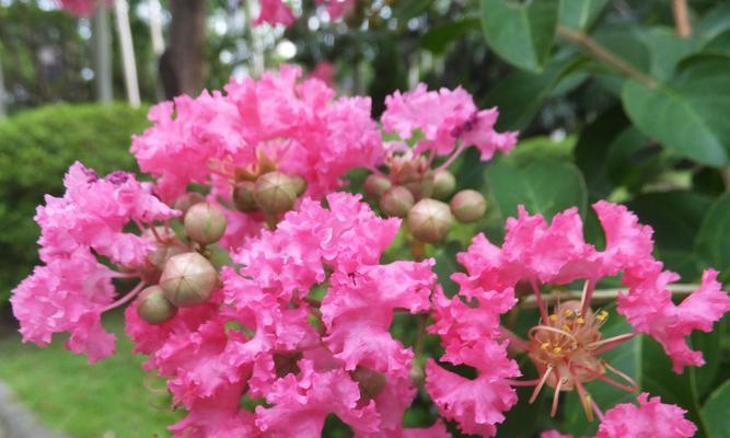 安阳市花——紫薇花的象征意义（探寻紫薇花在安阳文化中的独特魅力）