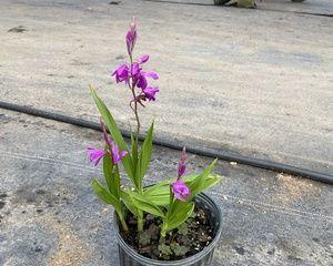 白芨之恩——花开时节花语与寓意（白芨开花的花语与寓意解析）