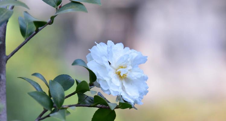 白色山茶花的花语（揭示白色山茶花的花语内涵）