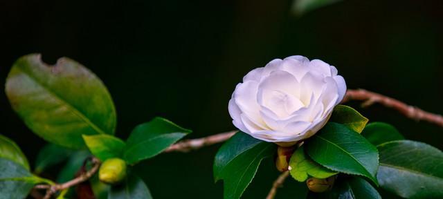 白色山茶花的花语及代表意义（解读白色山茶花的神秘符号）