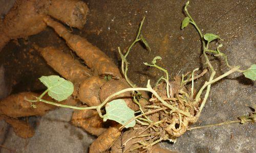 火参果几年结果实的种植技巧（掌握这些技巧）