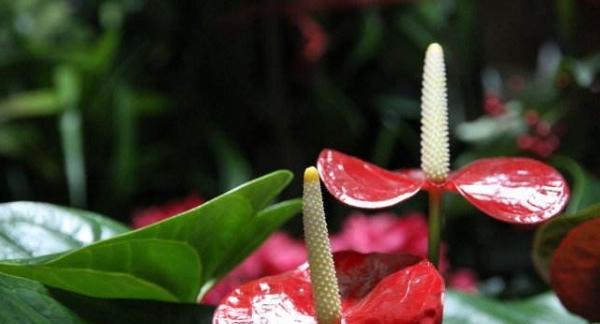 火鹤花，美丽却危险的室内花（毒性大、慎重养护）