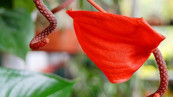 火鹤花一年开几次花（探究火鹤花的开花习性及其栽培方法）