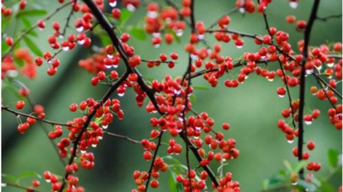 火棘的开花和结果时间及特点（火棘花期）