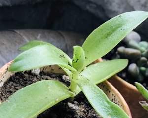 探秘火莲草的神秘之美（一朵绚丽缤纷的神奇植物）