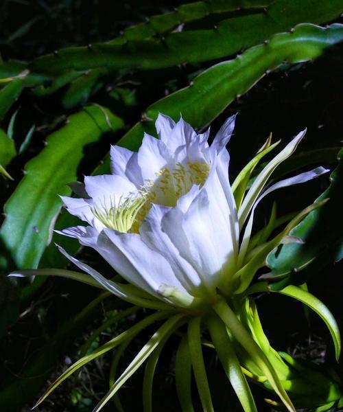 火龙果促花与催花技巧（人工催花步骤详解）