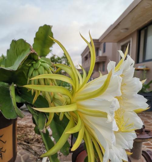 火龙果花美食新发现（探寻美味与艺术的完美结合）