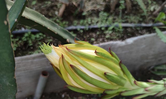 火龙果花的颜色到底是什么（揭开火龙果花真正的颜色）